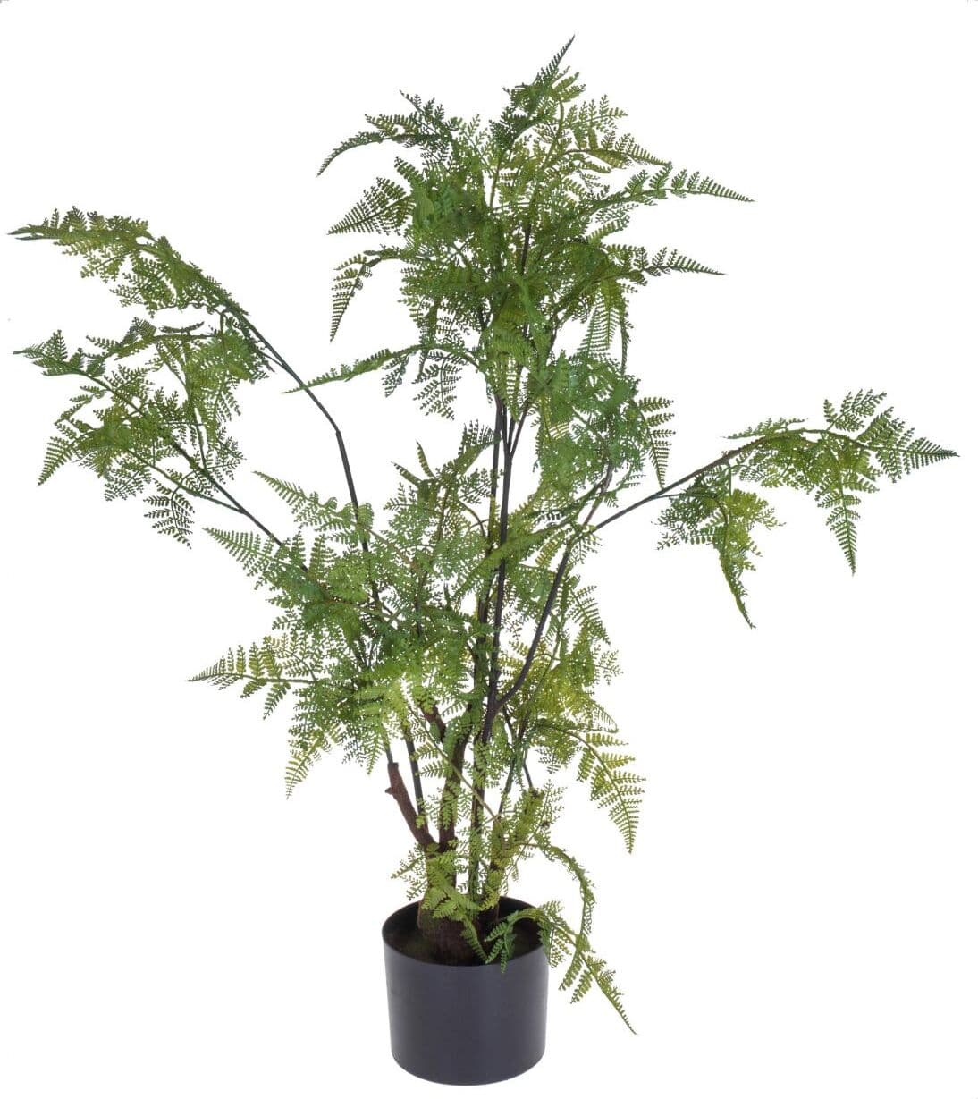 Pianta Felce C/vaso 80 Cm Bianchi Dino Giardino e giardinaggio/Piante semi e bulbi/Piante da interno/Felci Loft Uno di Casa - Catania, Commerciovirtuoso.it
