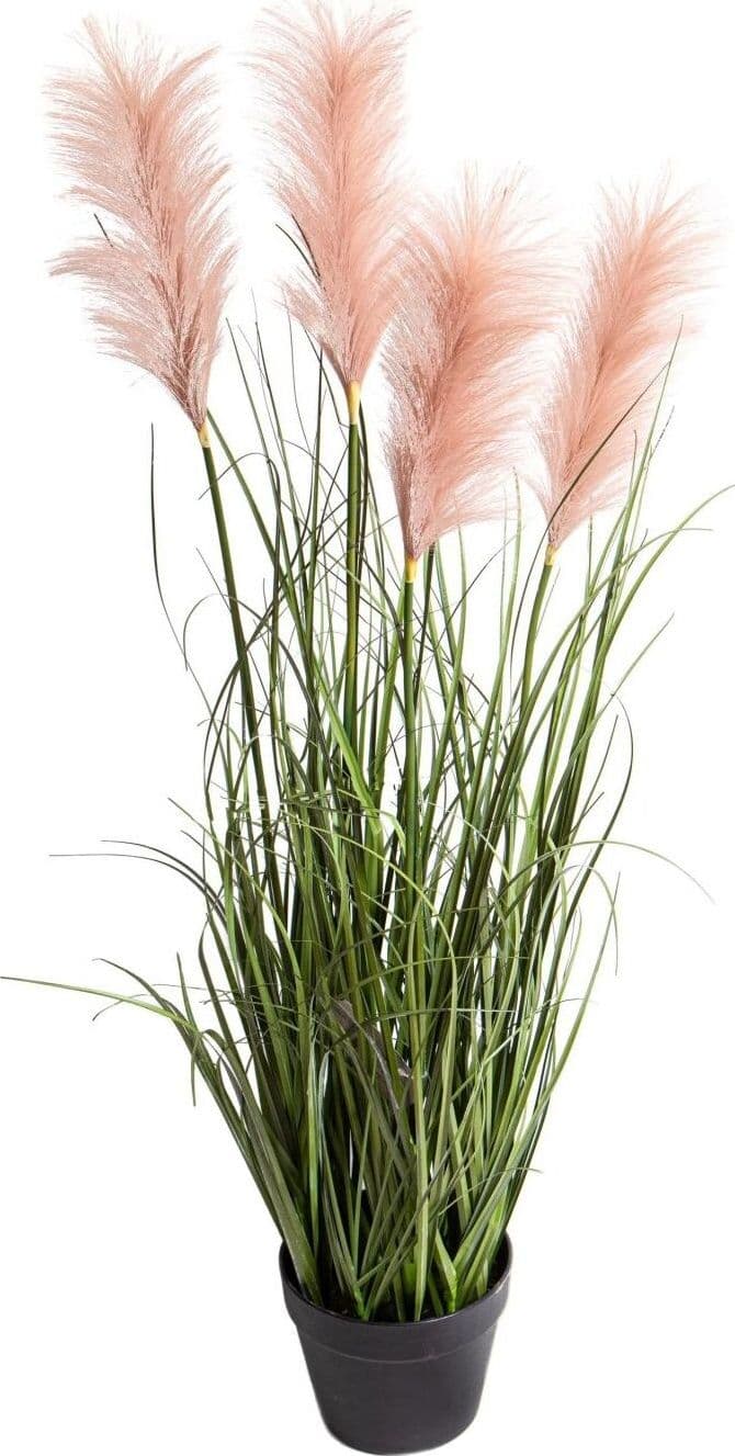 Pianta Festuca Glauca C/vaso H.115 Cm Bianchi Dino