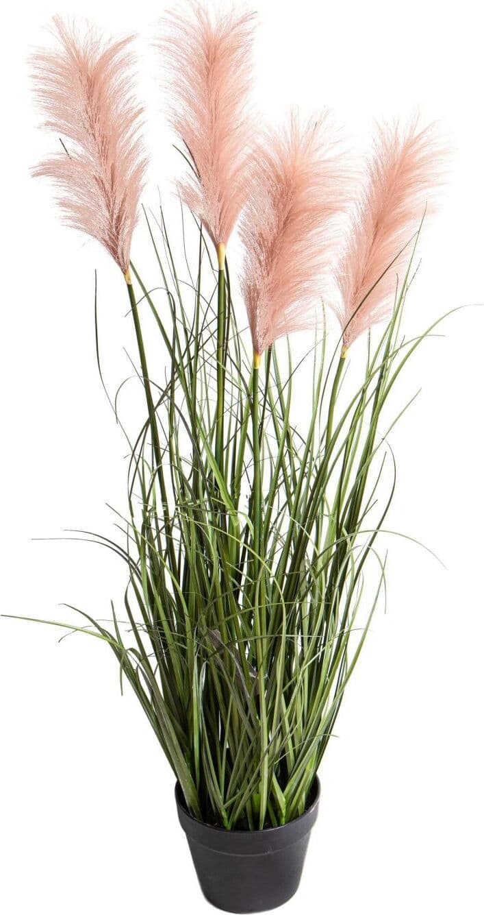 Pianta Festuca Glauca C/vaso H.115 Cm Bianchi Dino Giardino e giardinaggio/Piante semi e bulbi/Piante da interno/Felci Loft Uno di Casa - Catania, Commerciovirtuoso.it
