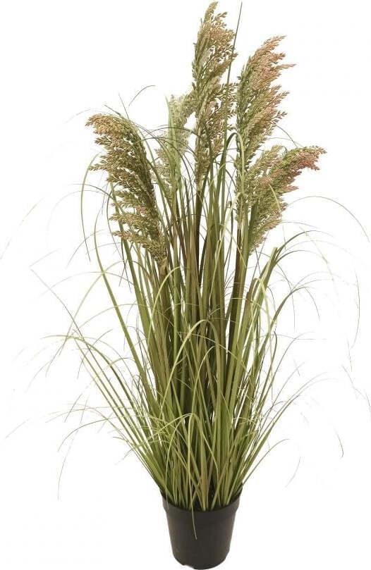 Pianta Gymerium C/vaso H.73 Cm Bianchi Dino Giardino e giardinaggio/Piante semi e bulbi/Piante da interno/Felci Loft Uno di Casa - Catania, Commerciovirtuoso.it