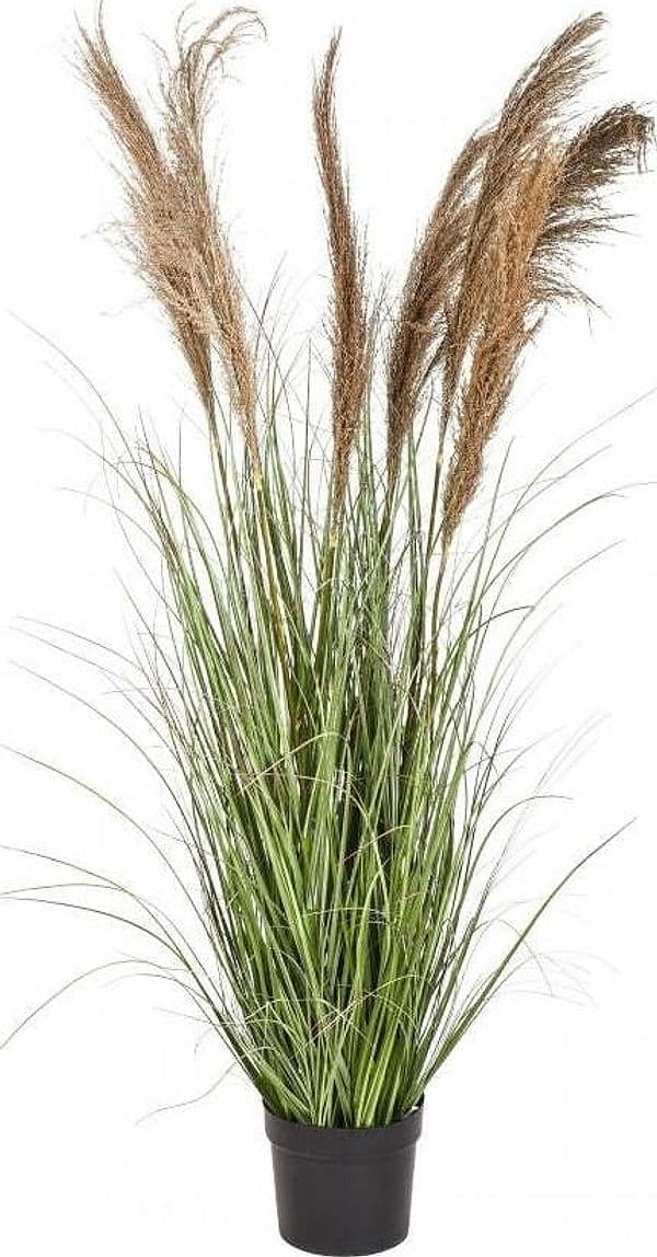 Pianta Gynerium C/vaso 169 Cm Bianchi Dino Giardino e giardinaggio/Piante semi e bulbi/Piante da interno/Felci Loft Uno di Casa - Catania, Commerciovirtuoso.it