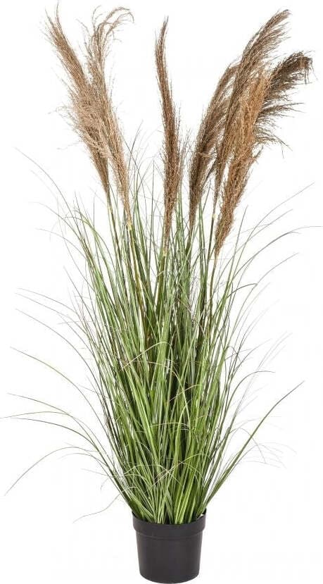 Pianta Gynerium C/vaso 169 Cm Bianchi Dino Giardino e giardinaggio/Piante semi e bulbi/Piante da interno/Felci Loft Uno di Casa - Catania, Commerciovirtuoso.it