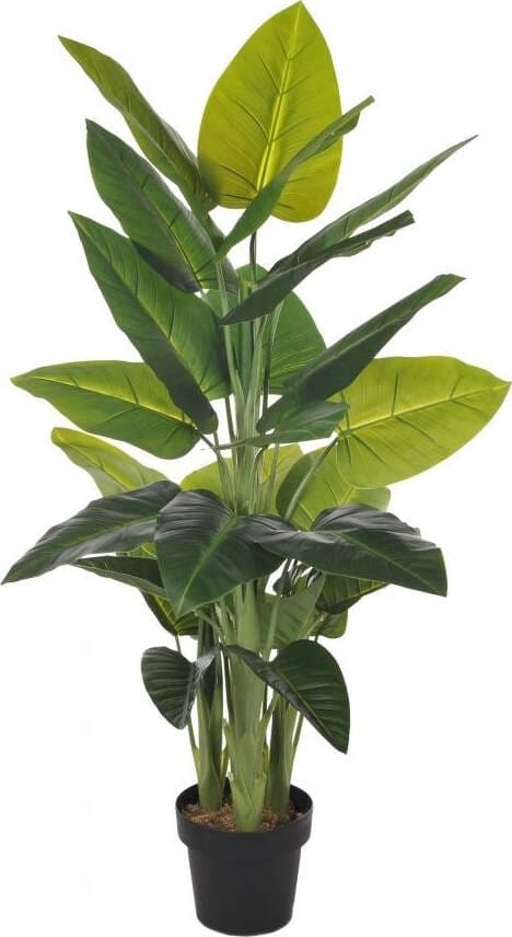 Pianta Hosta Giapponese C-vaso 130 Cm Bianchi Dino Giardino e giardinaggio/Piante semi e bulbi/Piante da interno/Alberi Loft Uno di Casa - Catania, Commerciovirtuoso.it