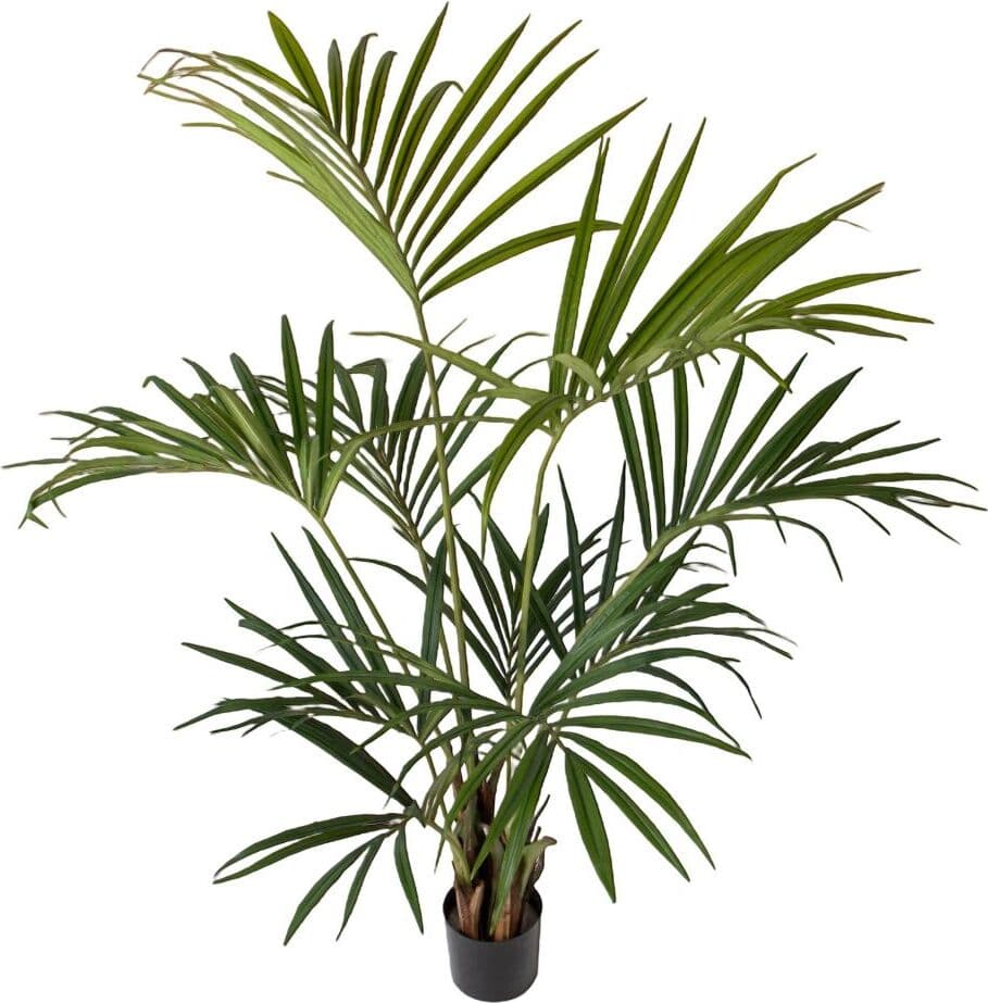 Pianta Kenzia 164 F. 175 Cm Bianchi Dino Giardino e giardinaggio/Piante semi e bulbi/Piante da interno/Felci Loft Uno di Casa - Catania, Commerciovirtuoso.it