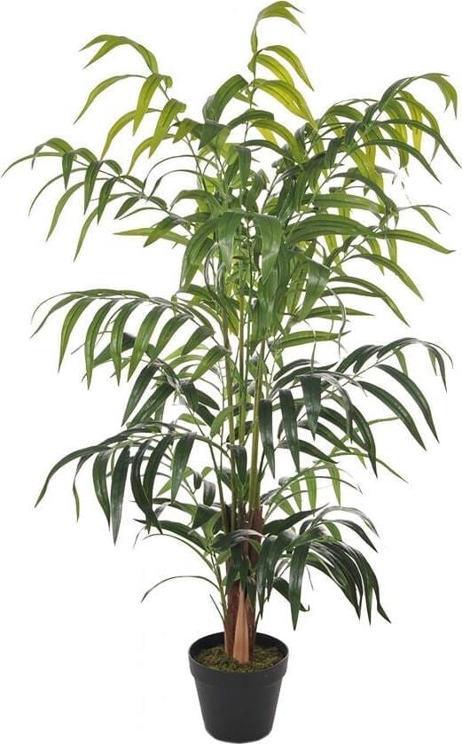 Pianta Kenzia C/vaso 120 Cm Bianchi Dino Giardino e giardinaggio/Piante semi e bulbi/Piante da interno/Alberi Loft Uno di Casa - Catania, Commerciovirtuoso.it