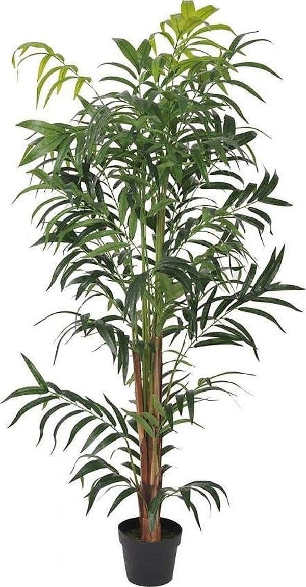 Pianta Kenzia C/vaso 150 Cm Bianchi Dino Giardino e giardinaggio/Piante semi e bulbi/Piante da interno/Alberi Loft Uno di Casa - Catania, Commerciovirtuoso.it