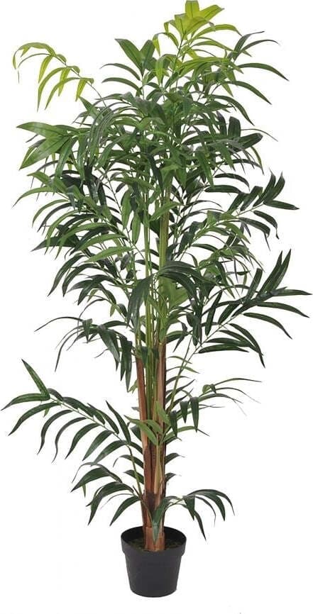 Pianta Kenzia C/vaso 150 Cm Bianchi Dino Giardino e giardinaggio/Piante semi e bulbi/Piante da interno/Alberi Loft Uno di Casa - Catania, Commerciovirtuoso.it