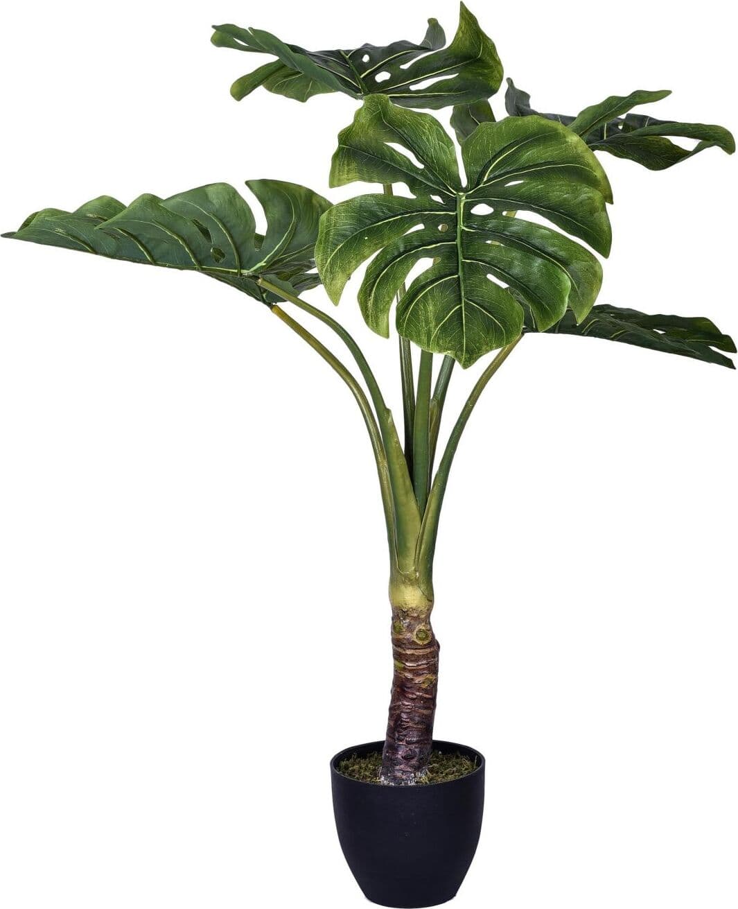 Pianta Monstera 110 Cm C/vaso Bianchi Dino Giardino e giardinaggio/Piante semi e bulbi/Piante da interno/Alberi Loft Uno di Casa - Catania, Commerciovirtuoso.it