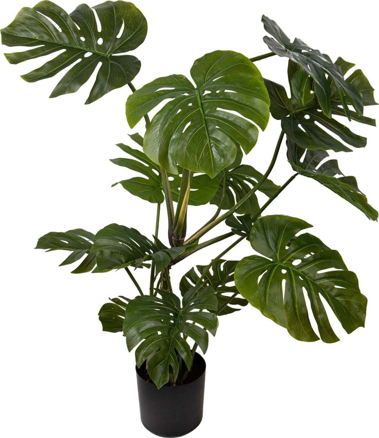 Pianta Monstera C/vaso H.113 Cm Bianchi Dino Giardino e giardinaggio/Piante semi e bulbi/Piante da interno/Alberi Loft Uno di Casa - Catania, Commerciovirtuoso.it