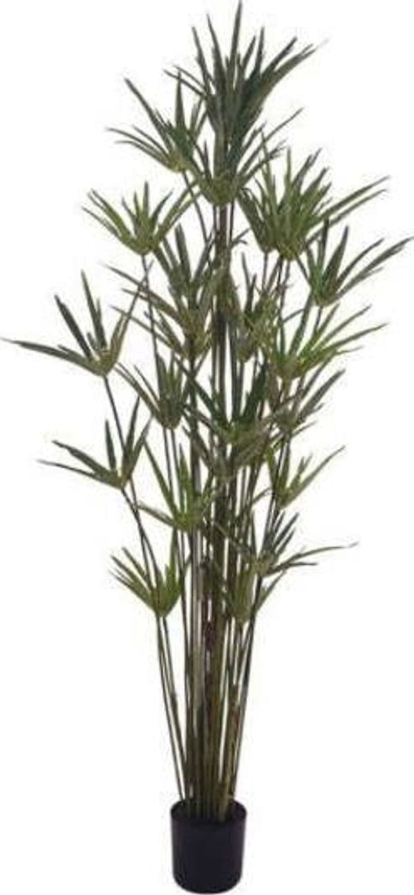 Pianta Papiro C/vaso H.150 Cm Bianchi Dino