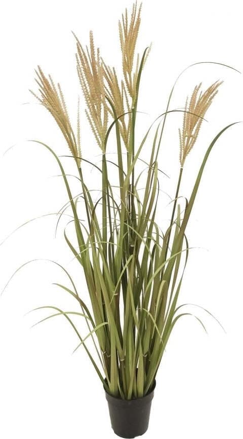 Pianta Pennisetus C/vaso H.115 Cm Bianchi Dino Giardino e giardinaggio/Piante semi e bulbi/Piante da interno/Felci Loft Uno di Casa - Catania, Commerciovirtuoso.it