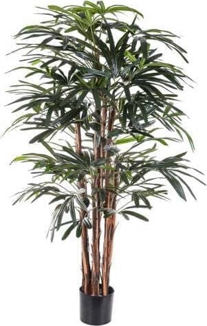 Pianta Rhapis Excelsa 155 Cm C/vaso Bianchi Dino Giardino e giardinaggio/Piante semi e bulbi/Piante da interno/Alberi Loft Uno di Casa - Catania, Commerciovirtuoso.it