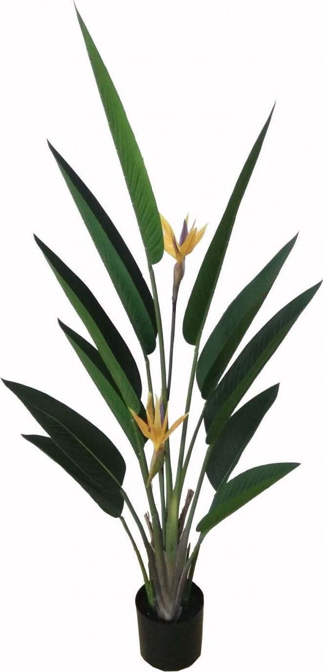 Pianta Sterlizia C/vaso H.153 Cm Bianchi Dino Giardino e giardinaggio/Piante semi e bulbi/Piante da interno/Alberi Loft Uno di Casa - Catania, Commerciovirtuoso.it