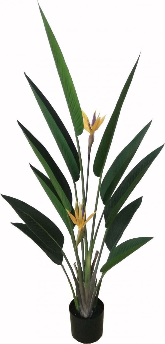 Pianta Sterlizia C/vaso H.153 Cm Bianchi Dino Giardino e giardinaggio/Piante semi e bulbi/Piante da interno/Alberi Loft Uno di Casa - Catania, Commerciovirtuoso.it