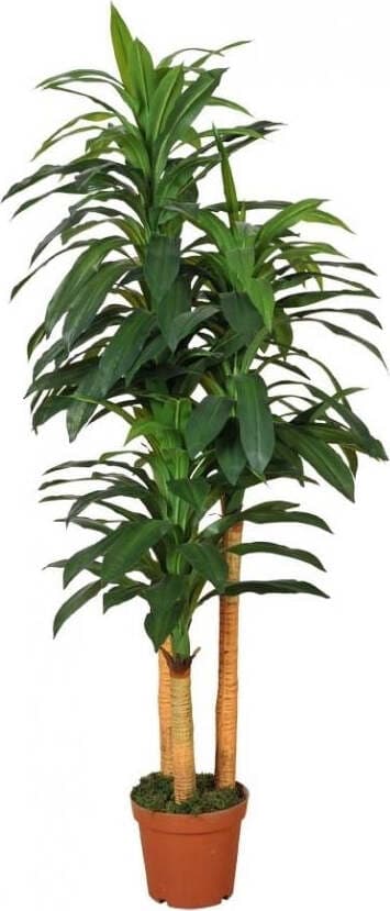 Pianta Tronco Felicita` C/vaso 200cm Bianchi Dino Giardino e giardinaggio/Piante semi e bulbi/Piante da interno/Alberi Loft Uno di Casa - Catania, Commerciovirtuoso.it