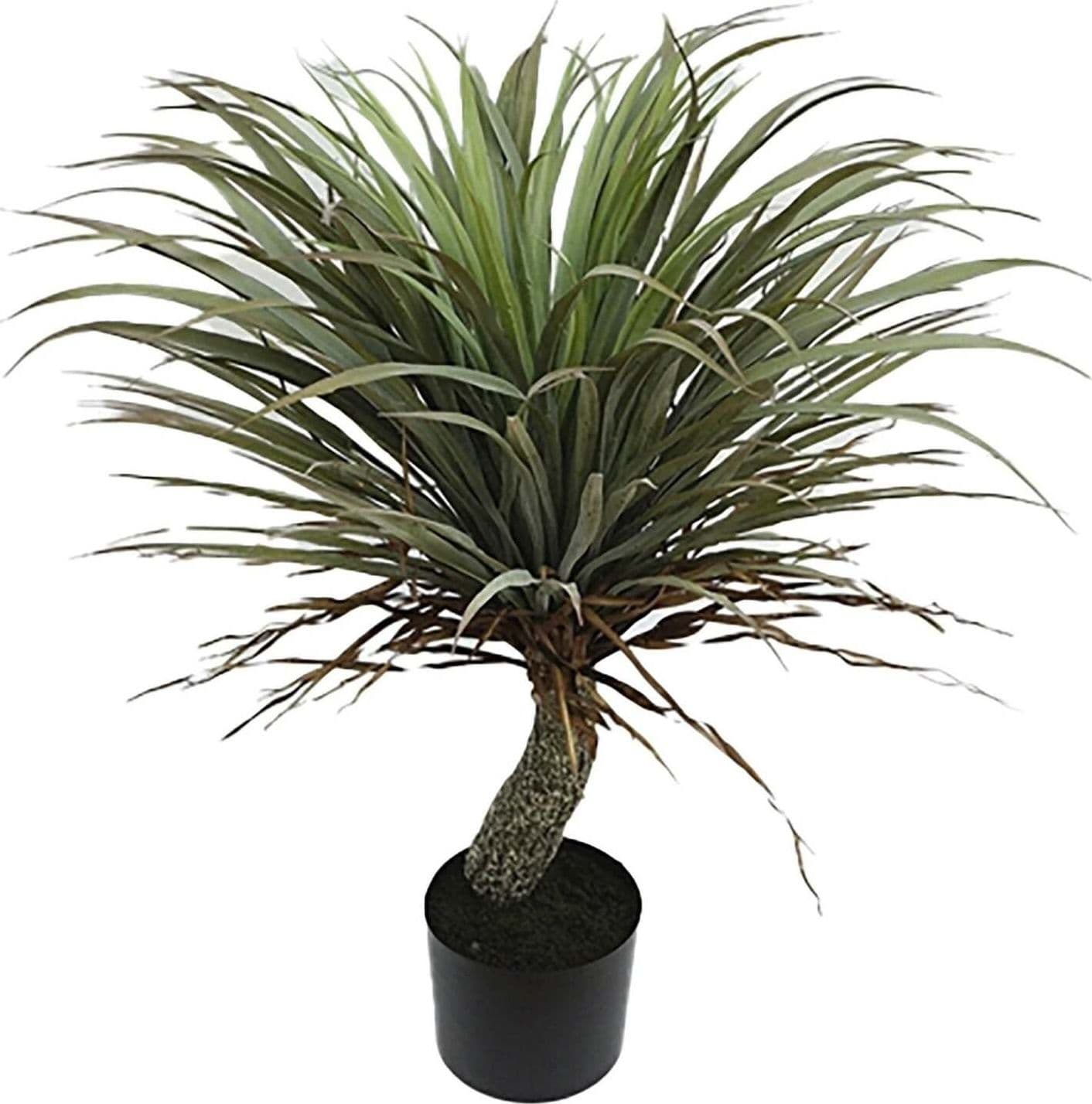 Pianta Yucca 83 Cm C/vaso Bianchi Dino Giardino e giardinaggio/Piante semi e bulbi/Piante da interno/Alberi Loft Uno di Casa - Catania, Commerciovirtuoso.it