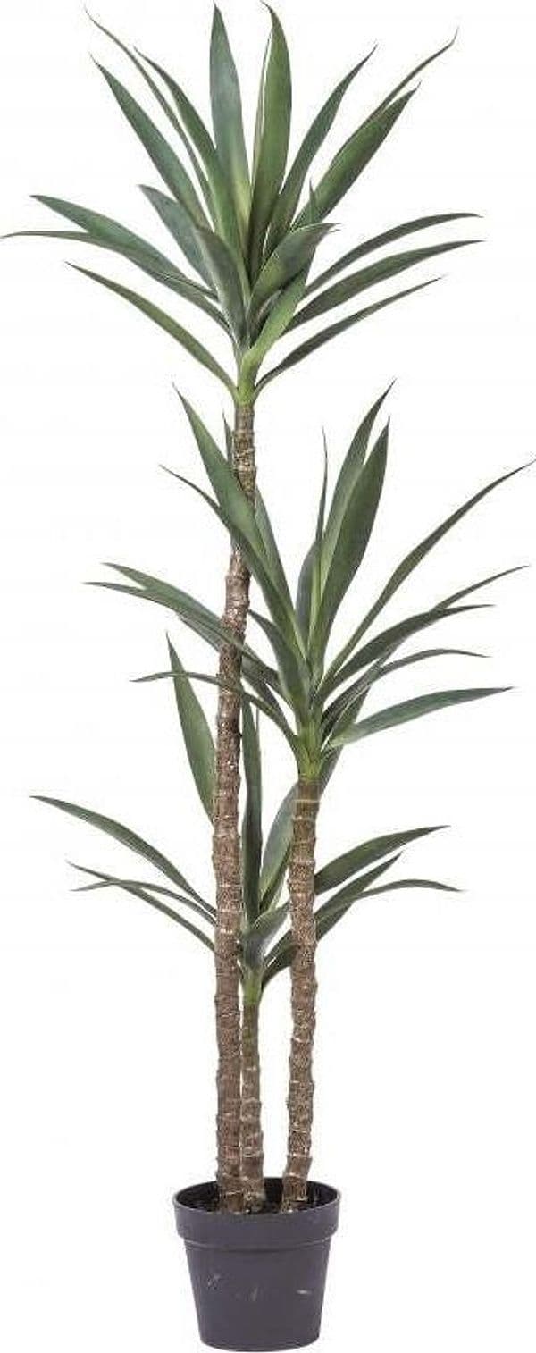 Pianta Yucca C/vaso H.154 Cm Bianchi Dino Giardino e giardinaggio/Piante semi e bulbi/Piante da interno/Alberi Loft Uno di Casa - Catania, Commerciovirtuoso.it