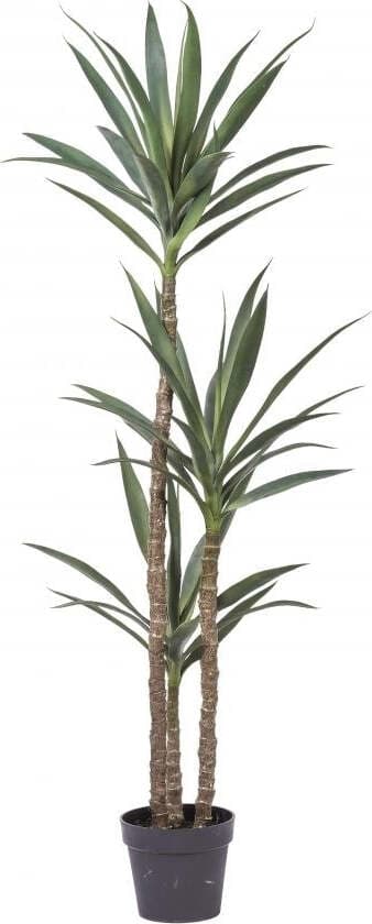 Pianta Yucca C/vaso H.154 Cm Bianchi Dino Giardino e giardinaggio/Piante semi e bulbi/Piante da interno/Alberi Loft Uno di Casa - Catania, Commerciovirtuoso.it