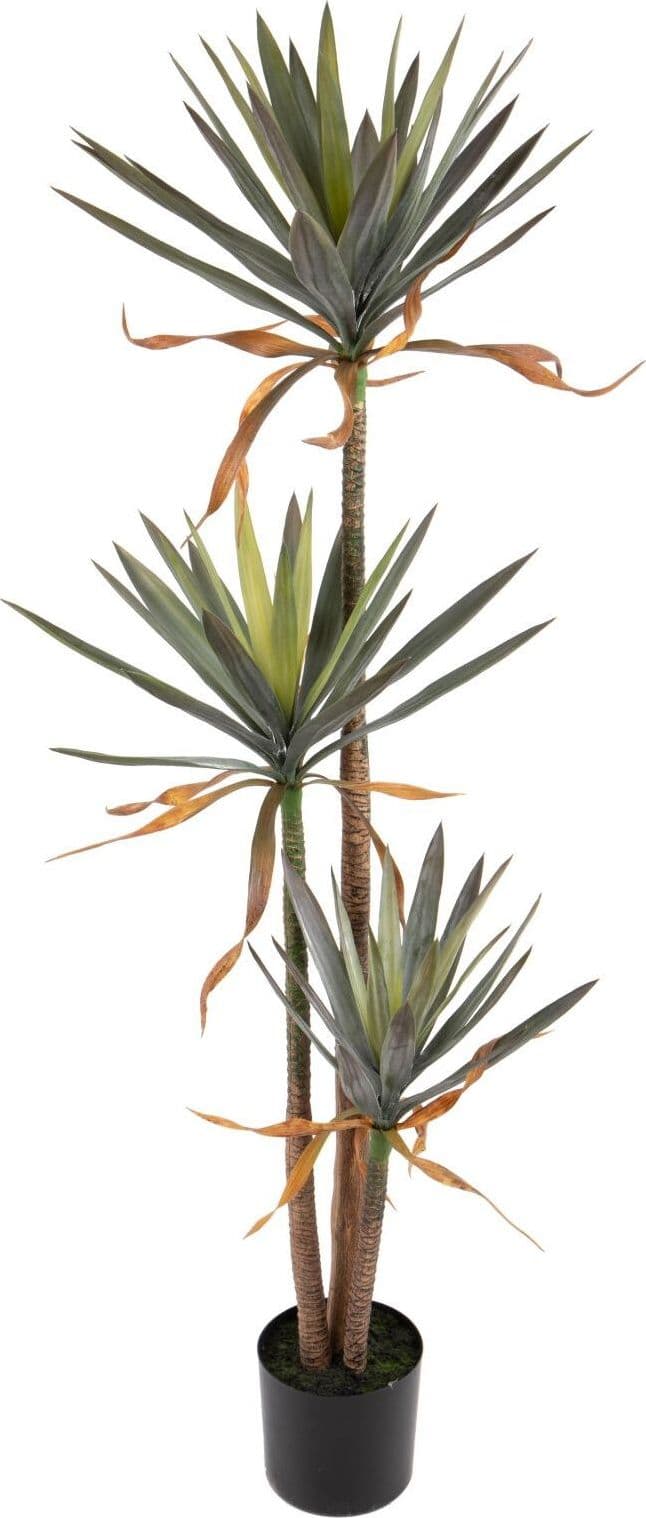Pianta Yucca X 3 167 Cm C/vaso Bianchi Dino Giardino e giardinaggio/Piante semi e bulbi/Piante da interno/Alberi Loft Uno di Casa - Catania, Commerciovirtuoso.it