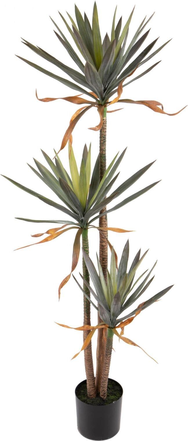 Pianta Yucca X 3 167 Cm C/vaso Bianchi Dino Giardino e giardinaggio/Piante semi e bulbi/Piante da interno/Alberi Loft Uno di Casa - Catania, Commerciovirtuoso.it