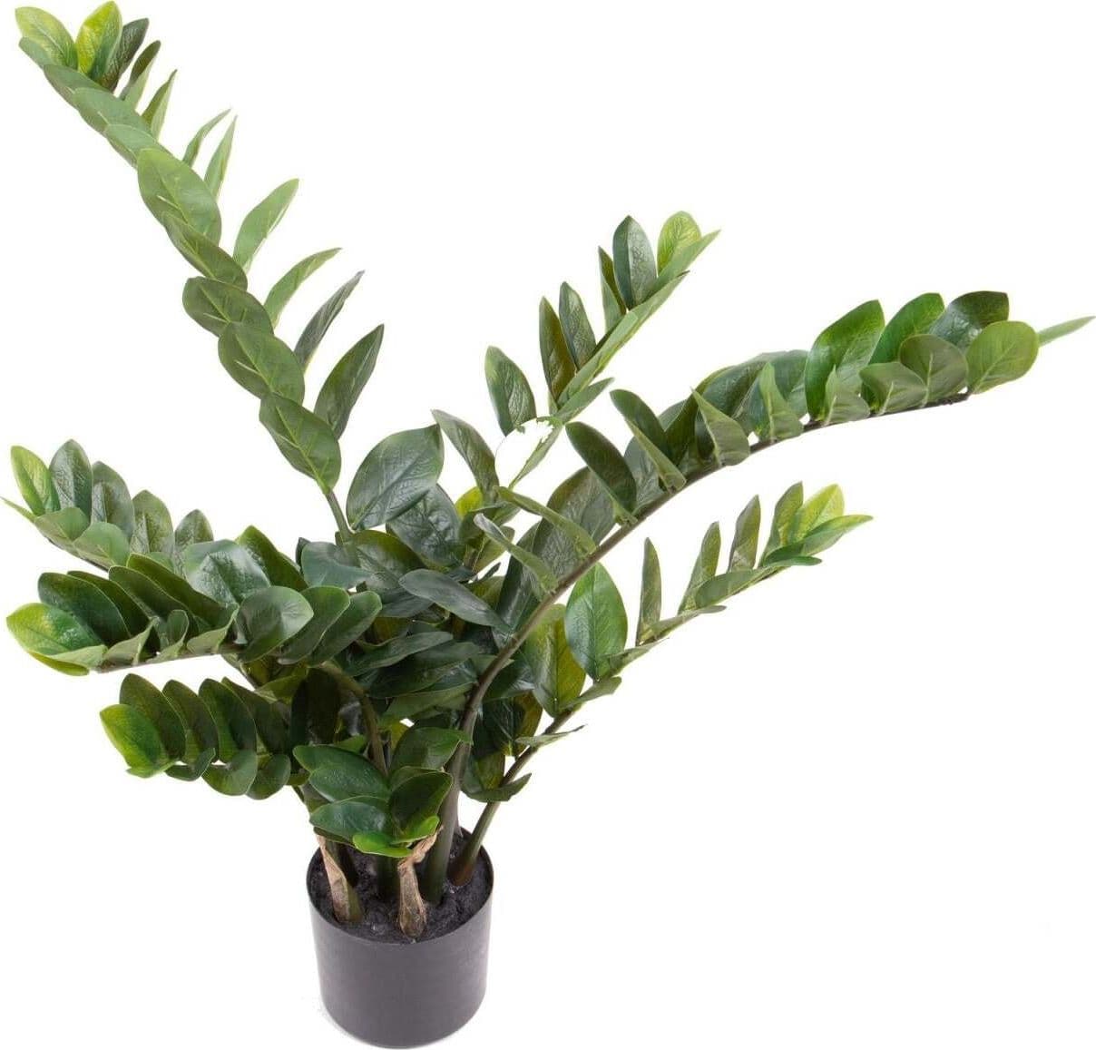 Pianta Zamifolia C/vaso H.89 Cm Bianchi Dino Giardino e giardinaggio/Piante semi e bulbi/Piante da interno/Felci Loft Uno di Casa - Catania, Commerciovirtuoso.it