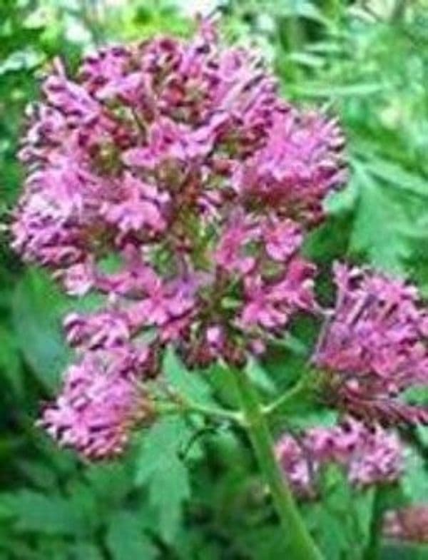 TINTURA-SPAGIRICO-ALCHEMICA-DI-VALERIANA-OFFICINALIS-50-ML