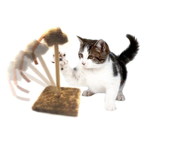 TIRAGRAFFI TIRA GRAFFI CON MOLLA TOPINO OSCILLANTE PELUCHE GIOCO PER GATTI GATTO Prodotti per animali domestici/Gatti/Lettini accessori per il letto e mobili/Colonne tiragraffi Trade Shop italia - Napoli, Commerciovirtuoso.it