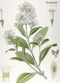 TSA-CINCHONA-CALISAYA-50-ML