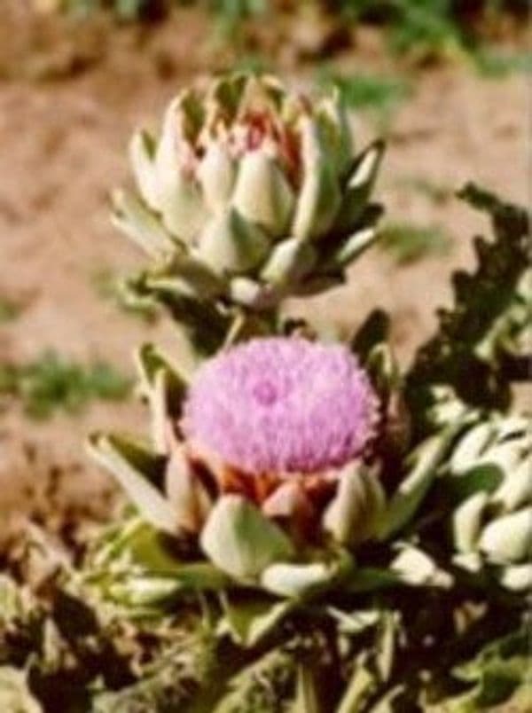 TSA-CYNARA-SCOLYMUS-50-ML