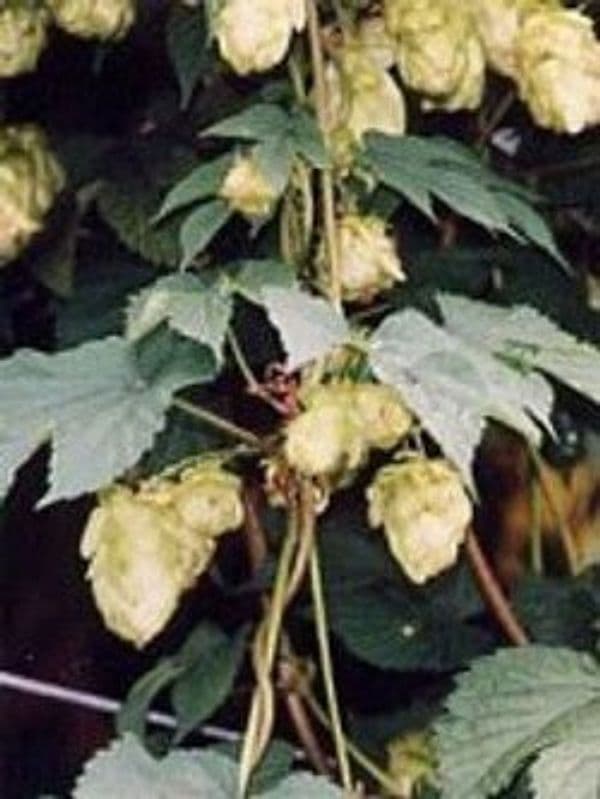 TSA-HUMULUS-LUPULUS-50-ML