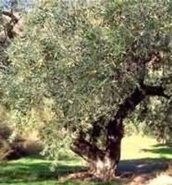 TSA OLEA EUROPEA 50 ML