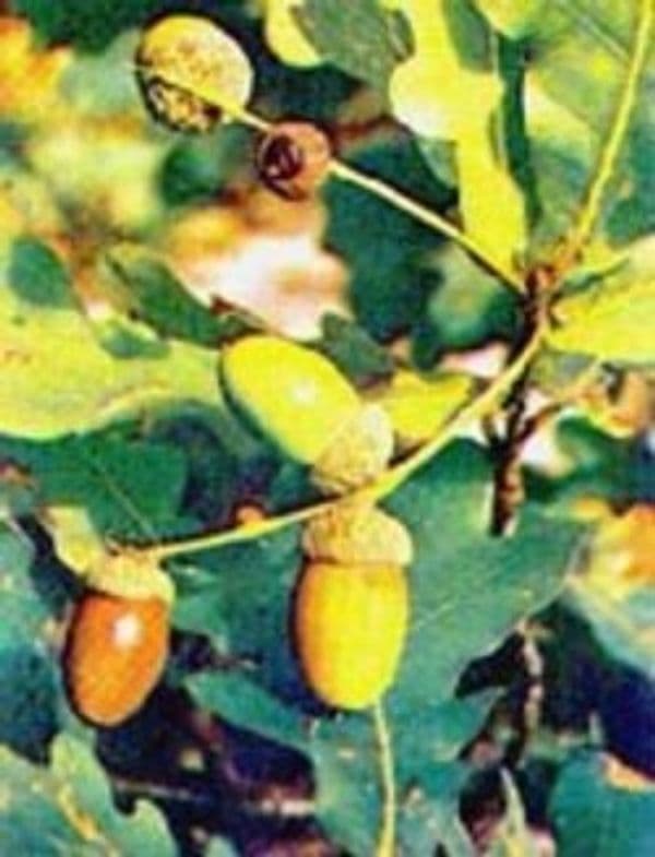 TSA-QUERCUS-ROBUR-50-ML