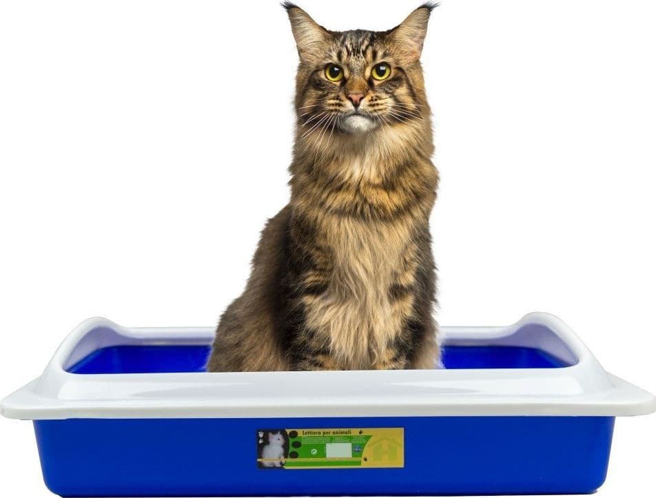 Welkhome-Lettiera-Con-Bordo-Rialzato-Smontabile-Per-Gatti-Gatto-35-X-45-X-10-Cm