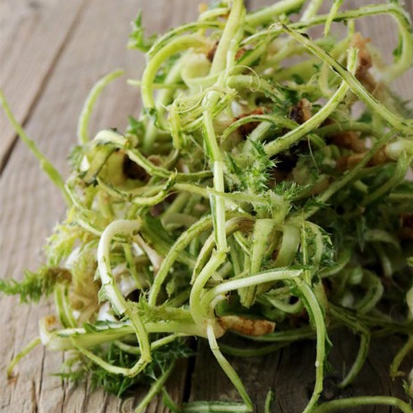 Dove acquistare Piante da Esterno  online?