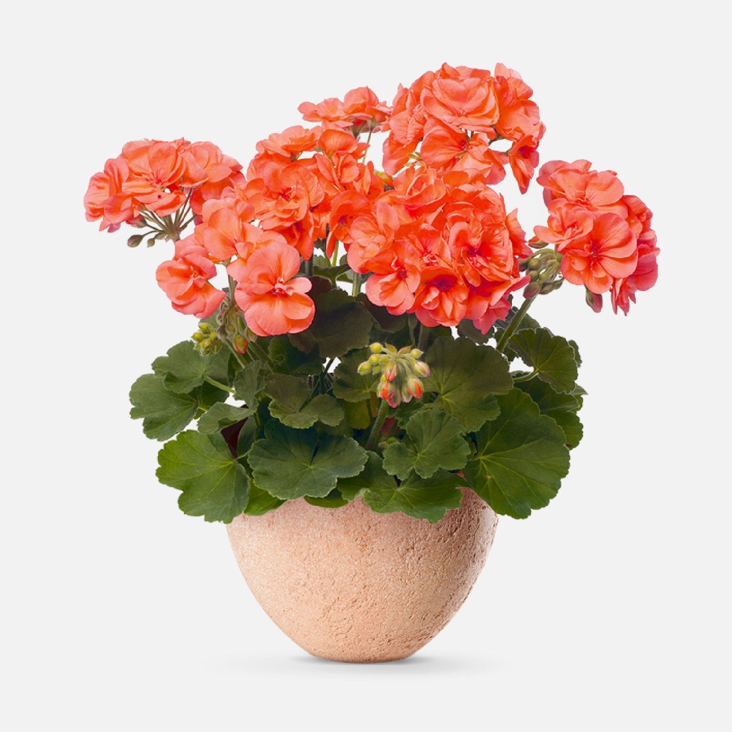 Come scegliere Vasi e accessori per piante