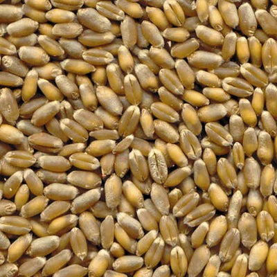 Come scegliere Macinacaffè elettrici con lama