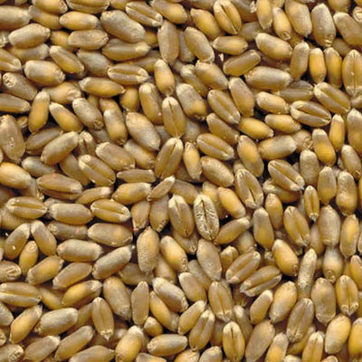 Dove acquistare Macinacaffè elettrici con lama online?