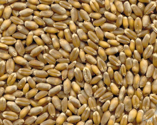 Dove acquistare Macinacaffè elettrici con lama online?