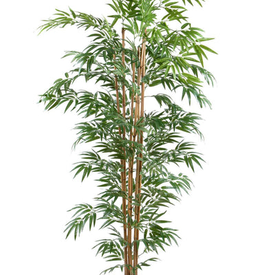 Dove acquistare Alberi piante da interno online?
