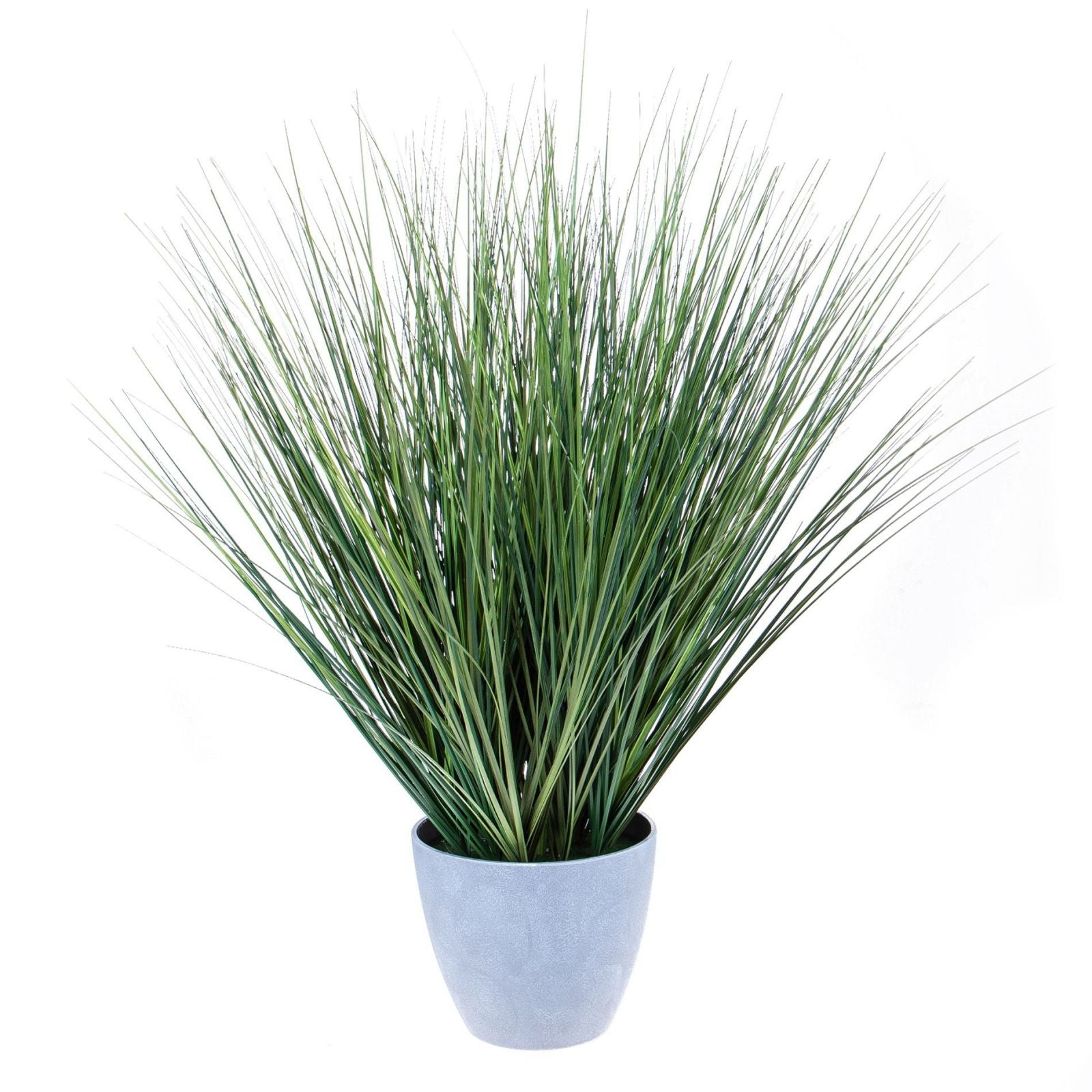 Dove acquistare Felci da interno online?