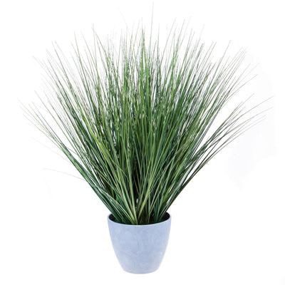 Dove acquistare Felci da interno online?