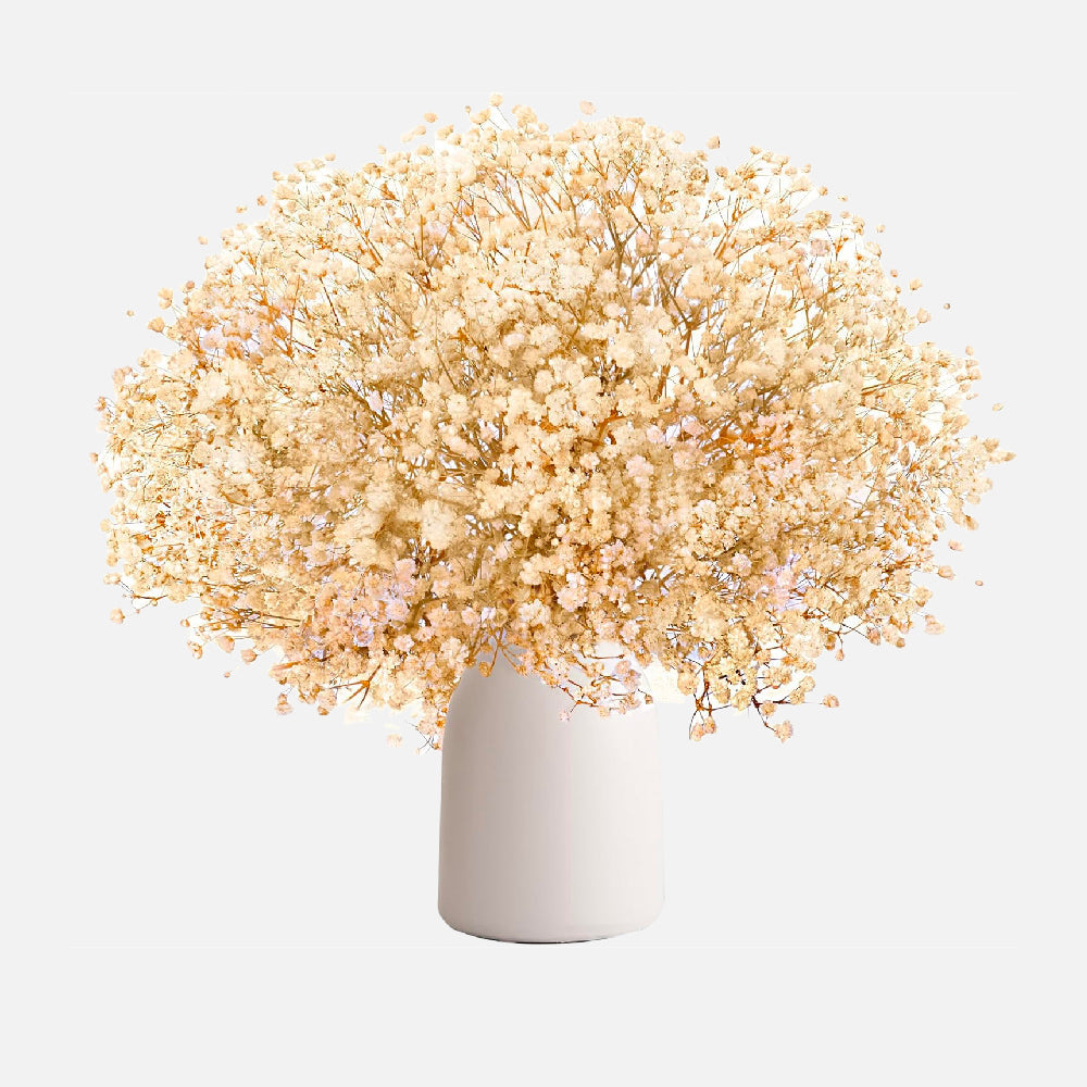 Come scegliere Piante secche ornamentali per la casa