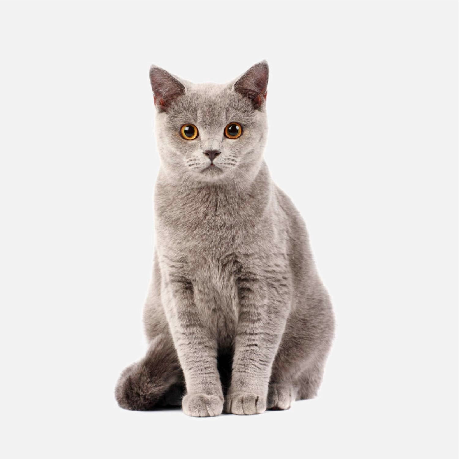 Come scegliere Prodotti per i Gatti