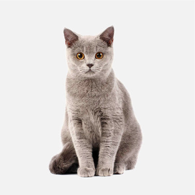 Come scegliere Prodotti per i Gatti