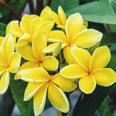 Dove acquistare Piante di Fiori da Esterno online?