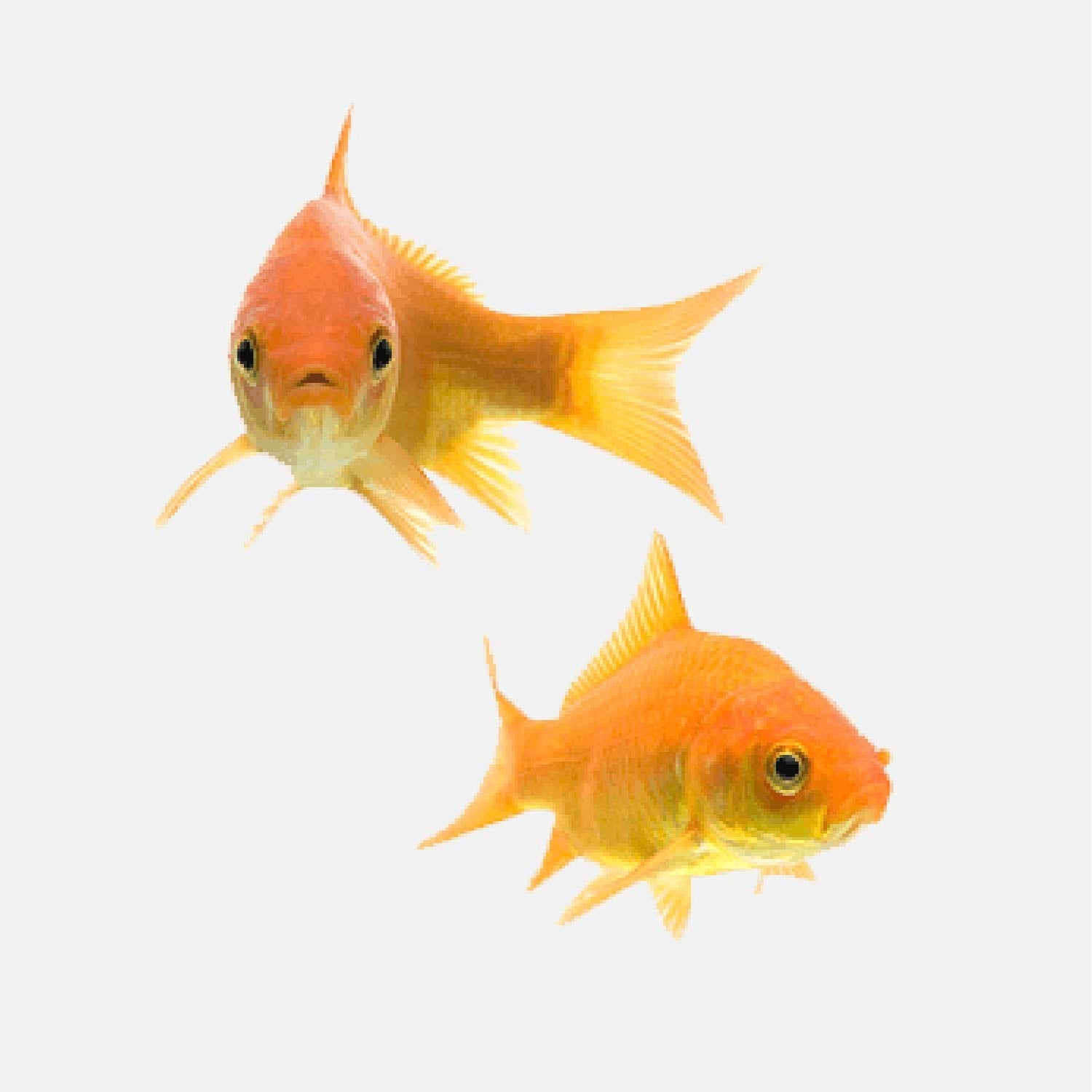 Come scegliere Prodotti per Pesci e Animali d'Acqua