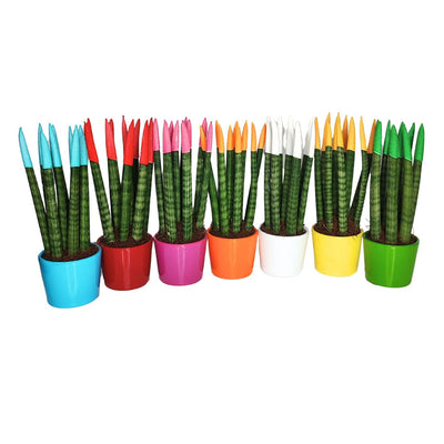 Dove acquistare Cactus e piante grasse da interno online?