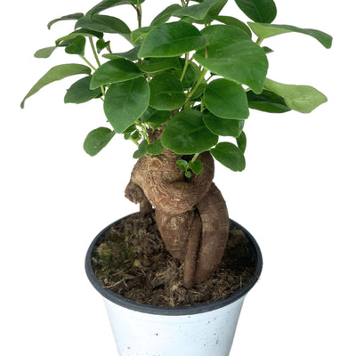 Dove acquistare Bonsai da interni online?