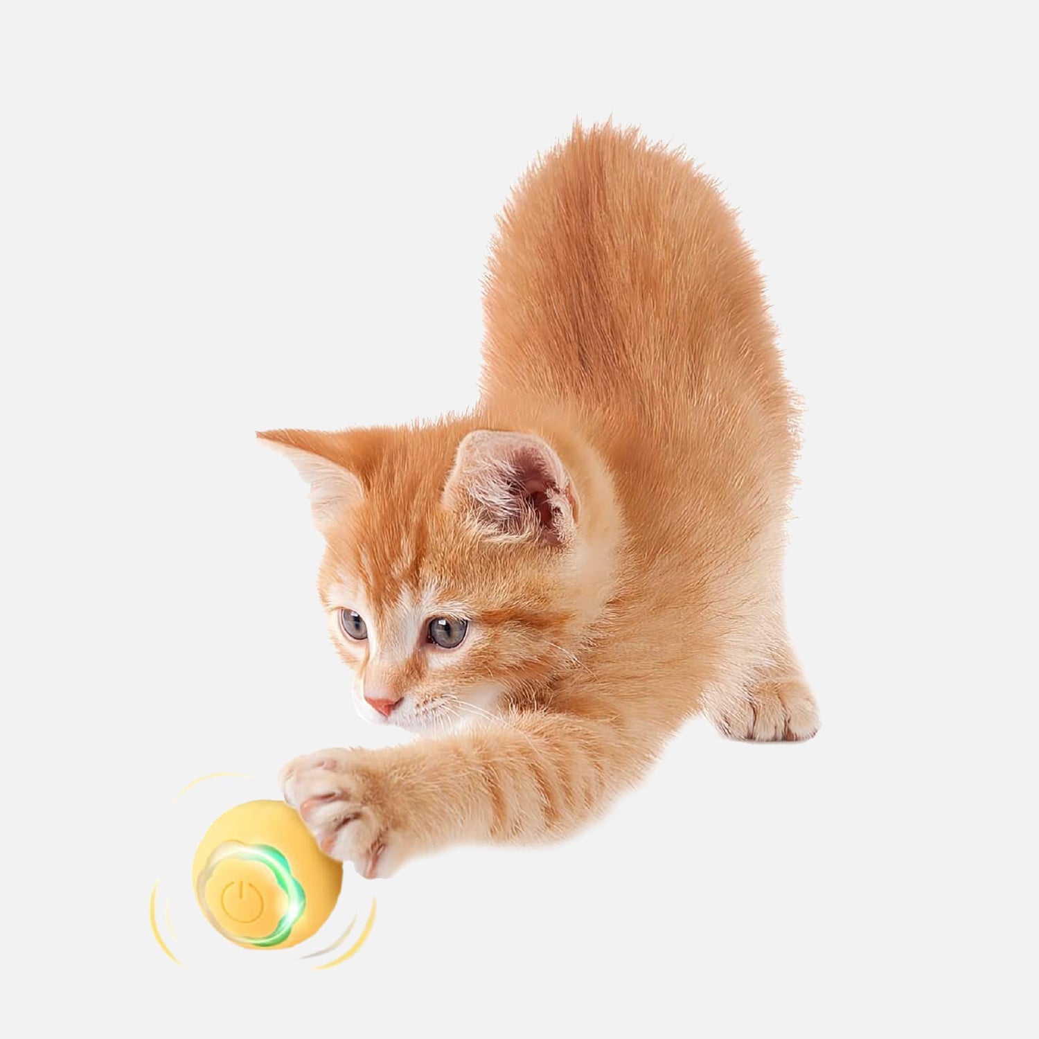 Come scegliere Giocattoli per Gatti