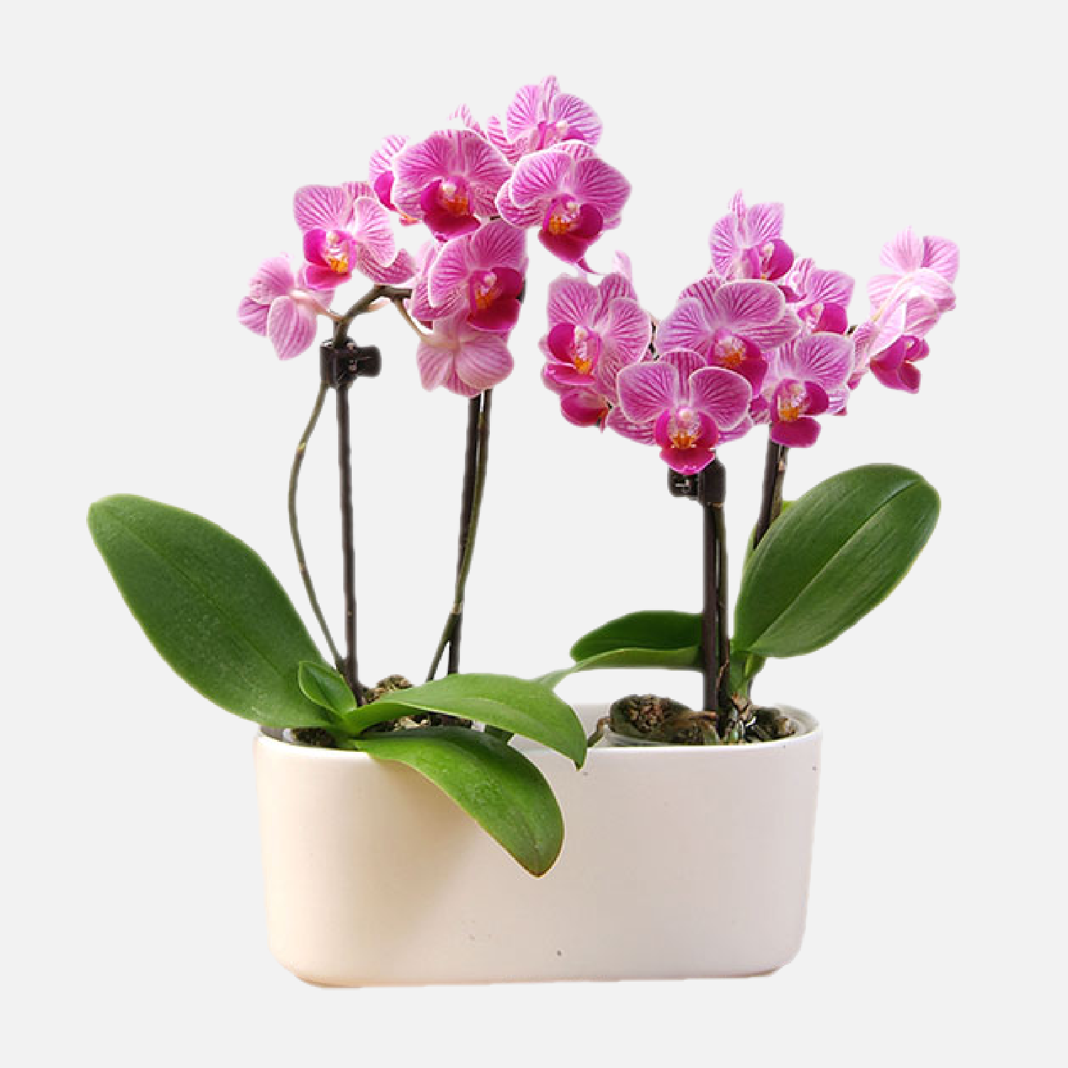 Come scegliere Piante da interno